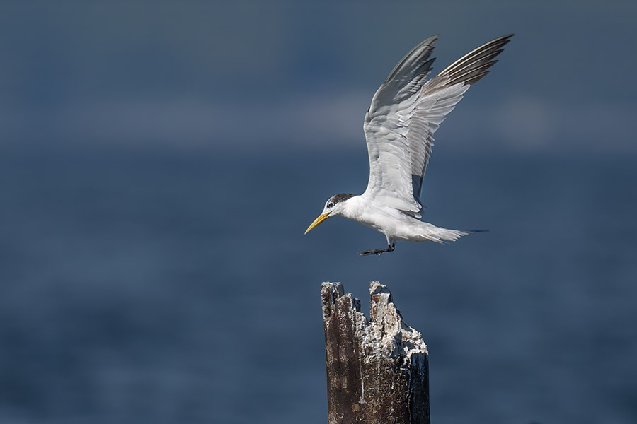 ooajisasi_251006_z9_1120mm_7074_900_2.jpg 49.4kb