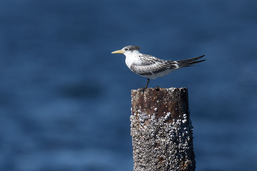 ooajisasi_251006_z9_1120mm_7340_900_2.jpg 61.6kb