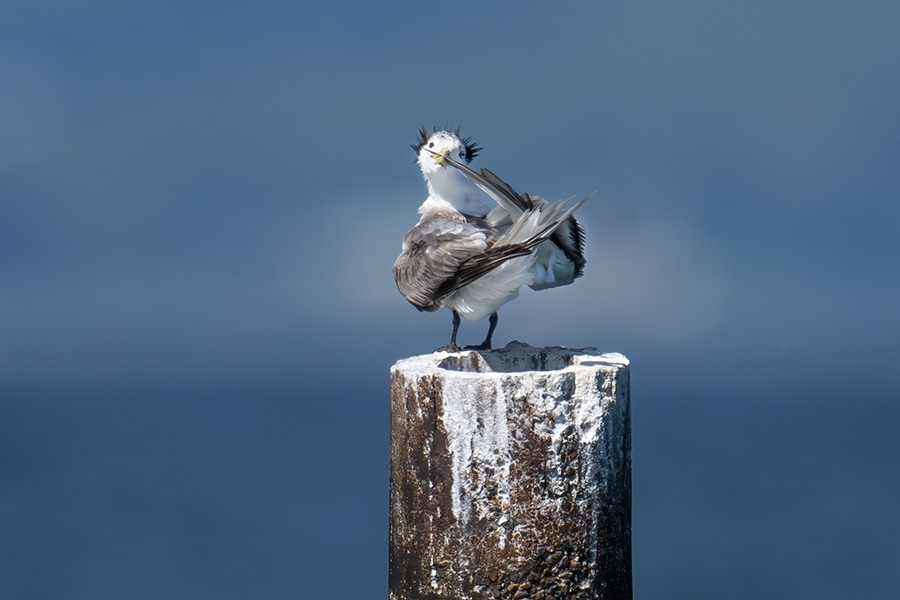 ooajisasi_251006_z9_1600mm_3737_900.jpg 78.7kb