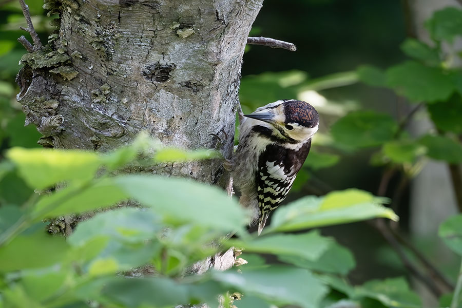 ooakagera_250626_z9_600mm_8063_900.jpg 114.9kb
