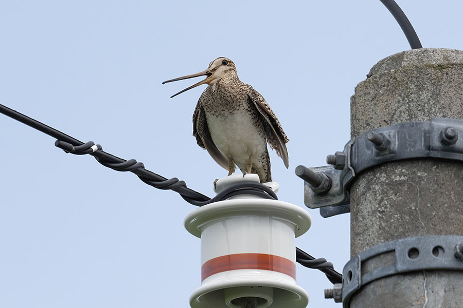 oojisigi_250627_z9_600mm_3346_900.jpg 96.1kb