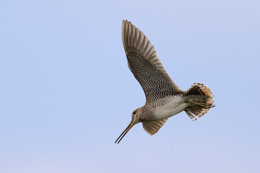 oojisigi_250627_z9_600mm_3444_900.jpg 52.4kb