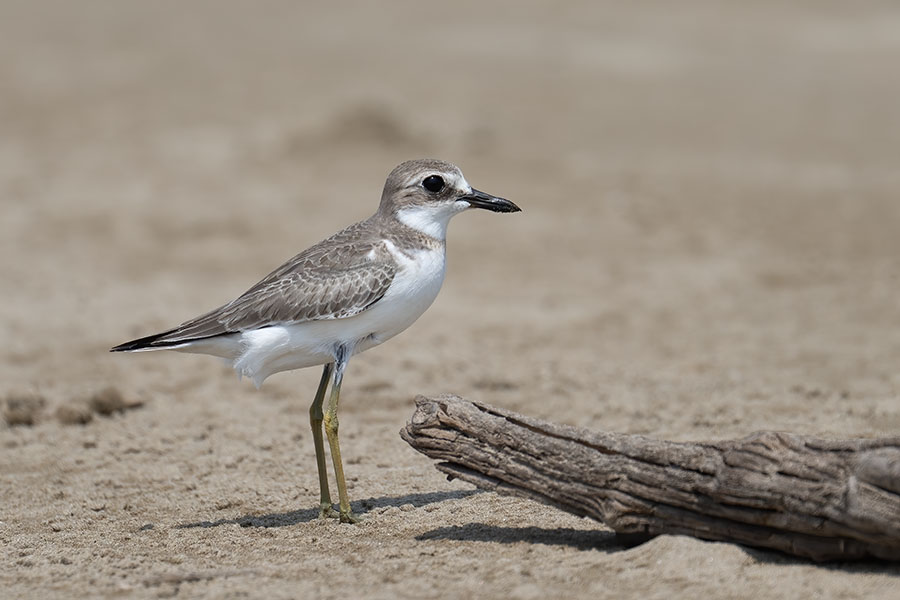 oomedaitidori_250826_z9_4501_900.jpg 72.9kb