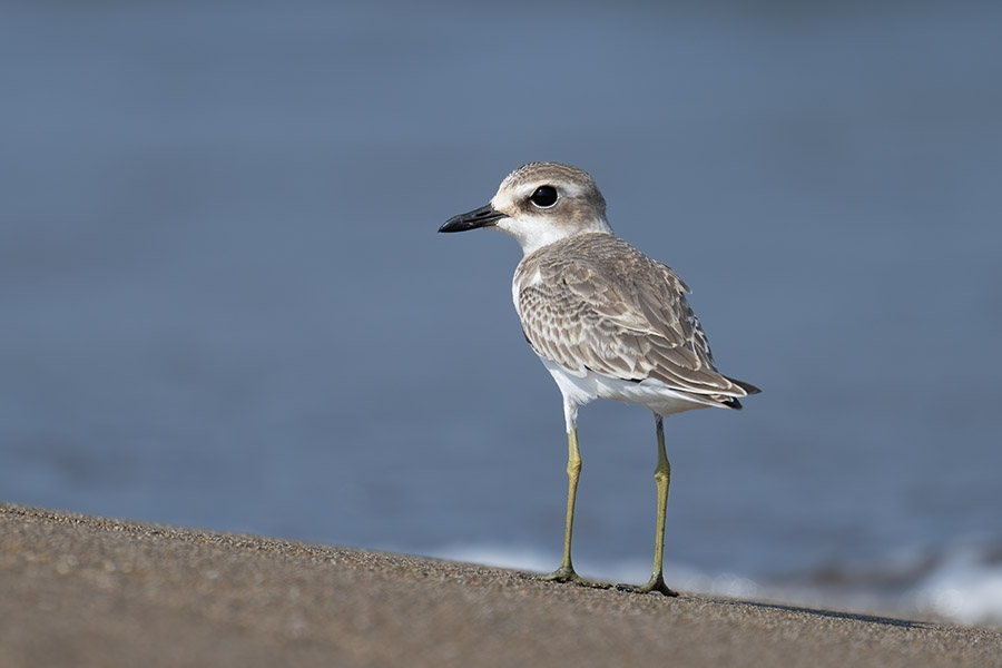 oomedaitidori_250901_z9_6377_900.jpg 69.8kb