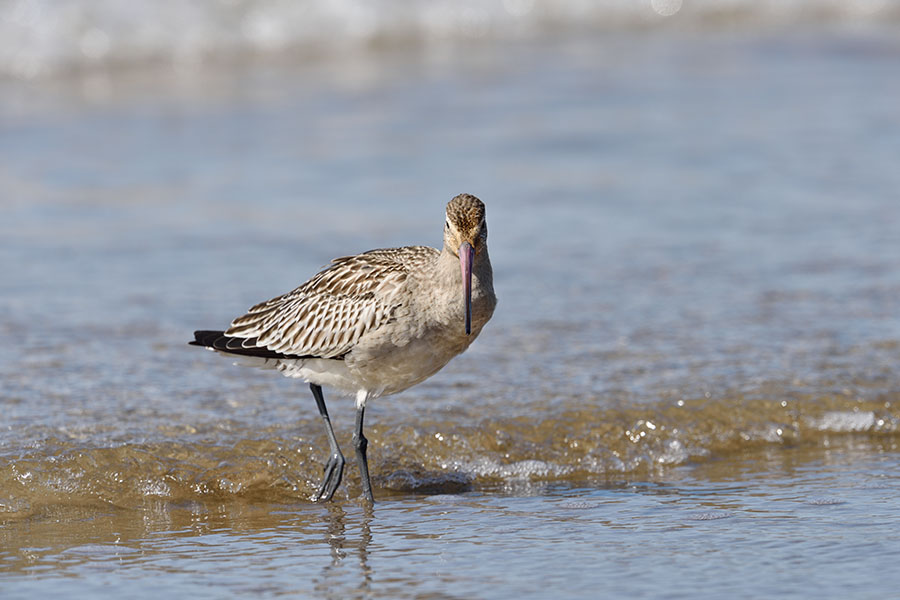 oosorihasisigi_151005_9384.jpg 85.6kb