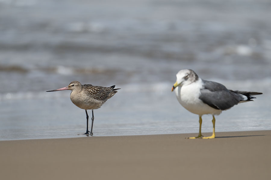 oosorihasisigi_250917_z9_9528_900.jpg 36.9kb