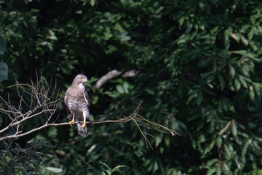 sasiba_250922_z9_0934_900_02.jpg 99.8kb