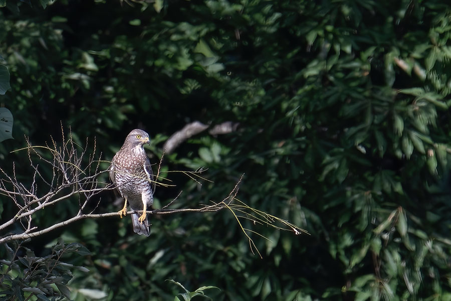 sasiba_250922_z9_0934_900_2.jpg 101.5kb