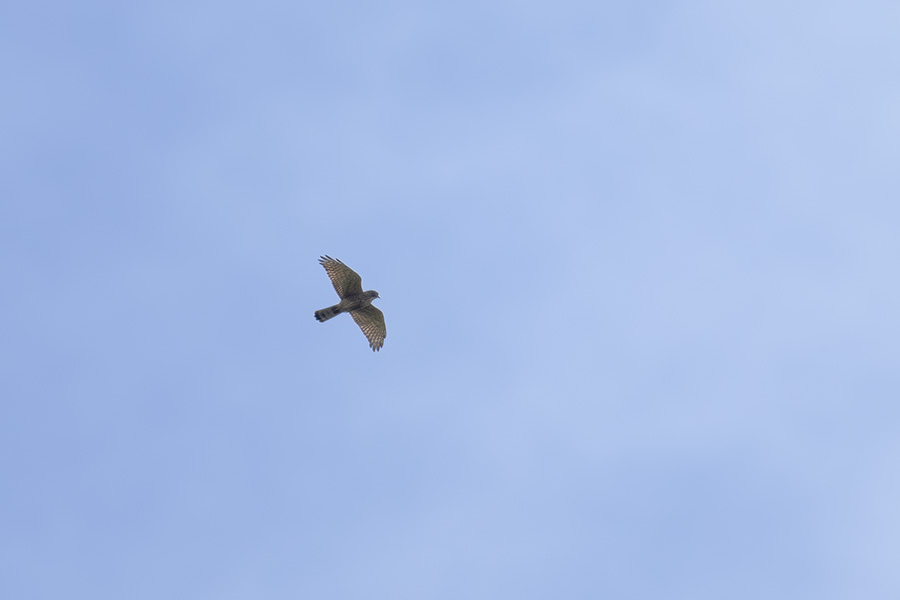 sasiba_250926_z9_2732_900.jpg 17.7kb