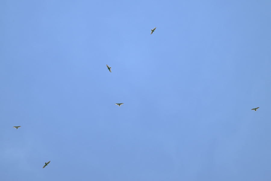 sasiba_250930_z9_3245_900.jpg 46.3kb