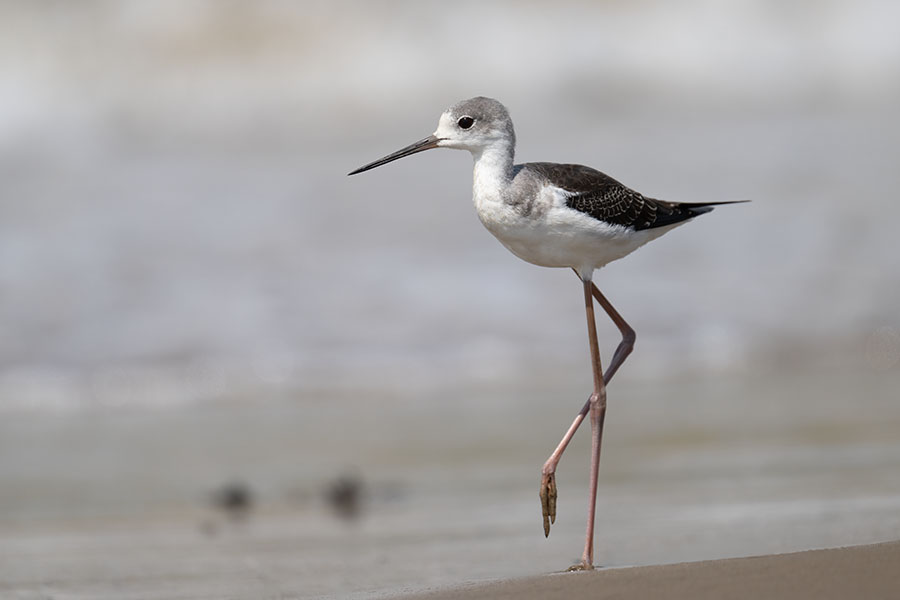 seitakasigi_250917_z9_0159_900.jpg 30.8kb