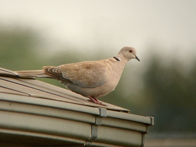 shirakobato10.jpg 86.3kb