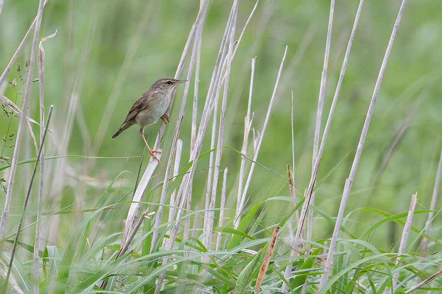 simasennyu_250627_z9_600mm_3546_900.jpg 129.4kb