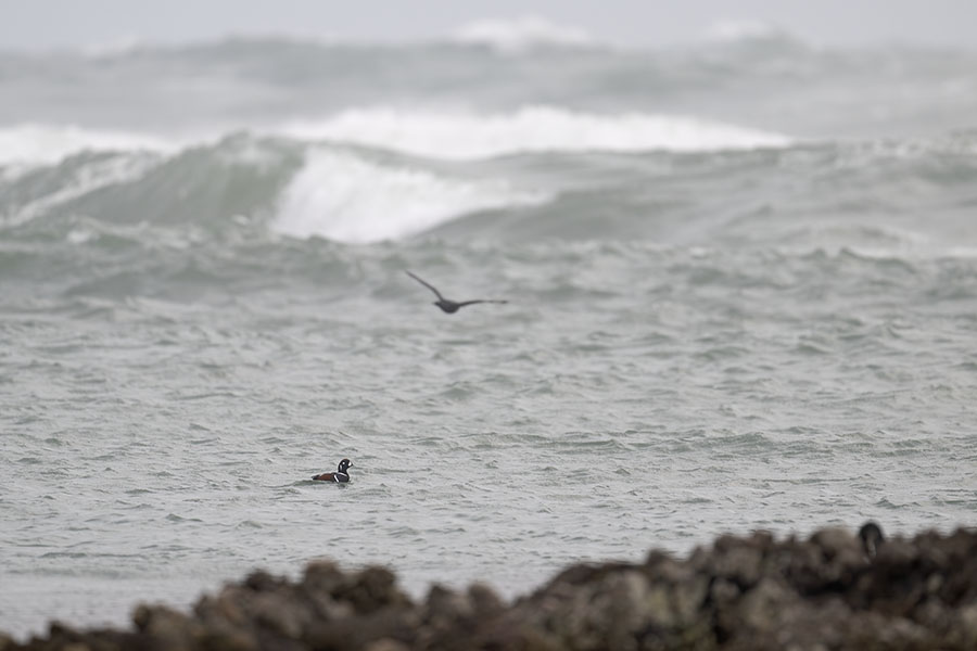 sinorigamo_himeu_251208_Z9_5660_900.jpg 63kb