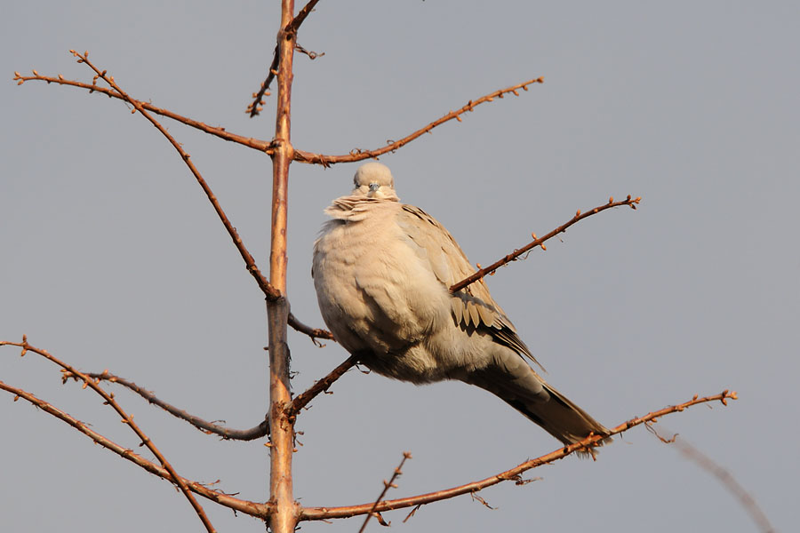 sirakobato_090103_0530.jpg 66.8kb