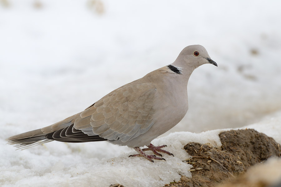 sirakobato_111225_1205.jpg 81kb