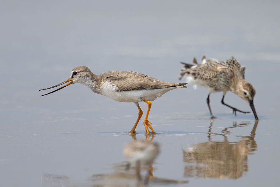 sorihasisigi_hamasigi_250826_z9_4670_900.jpg 46.2kb