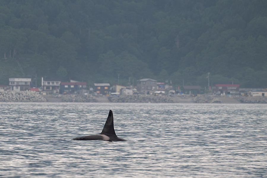 syachi_250627_z9_600mm_9790_900.jpg 92.6kb