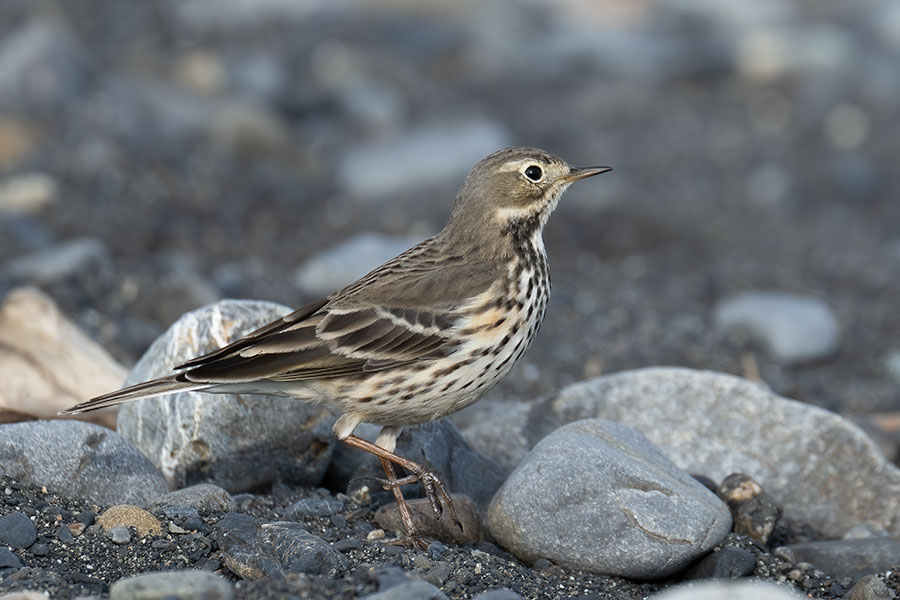 tahibari_251127_z9_4122_900.jpg 97.6kb