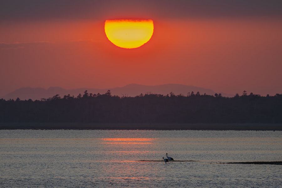 tancho_250624_z9_600mm_2208_900.jpg 67.4kb