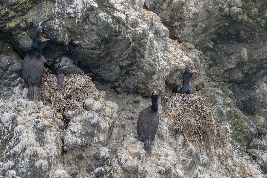 tisimaugarasu_250624_z9_600mm_0010_900.jpg 229.9kb