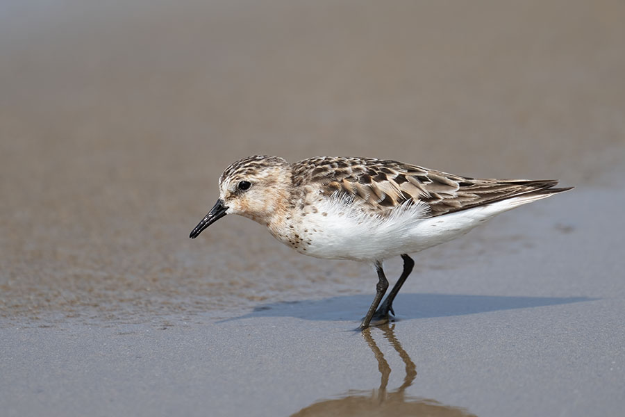 tounen_250826_z9_4122_900.jpg 57.5kb