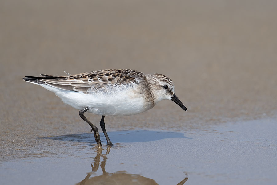 tounen_250826_z9_4153_900.jpg 58.4kb