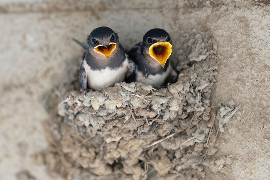 tubame_250825_z8_5701_900.jpg 115.1kb