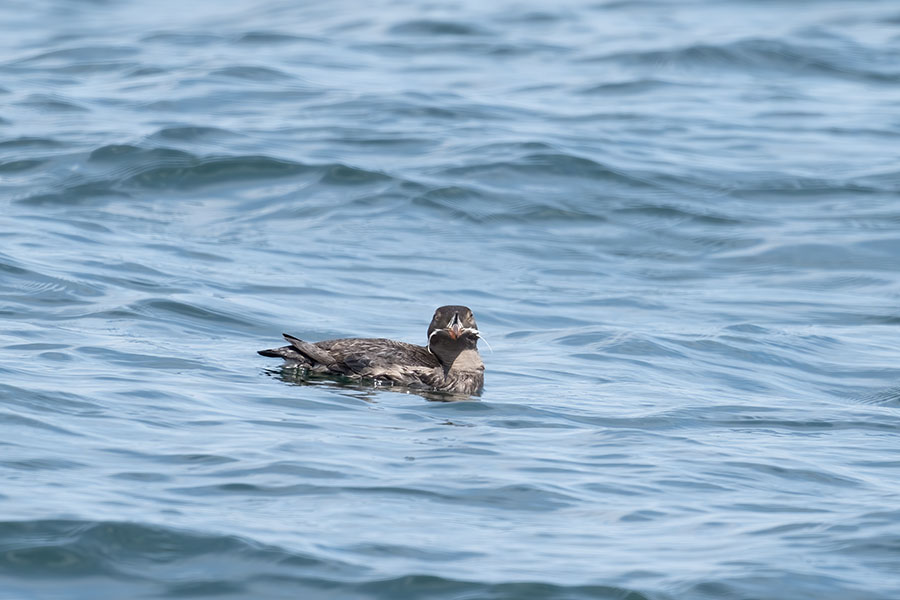 utou_250624_z9_600mm_7780_900.jpg 80.9kb