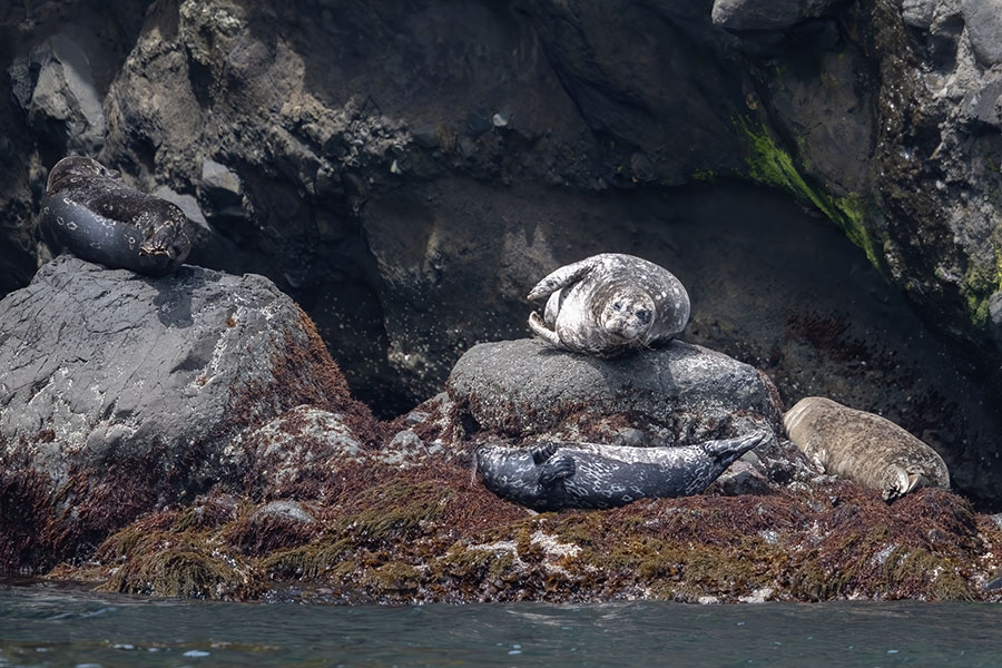 zenigataazarasi_250624_z9_600mm_8846_900.jpg 170.9kb